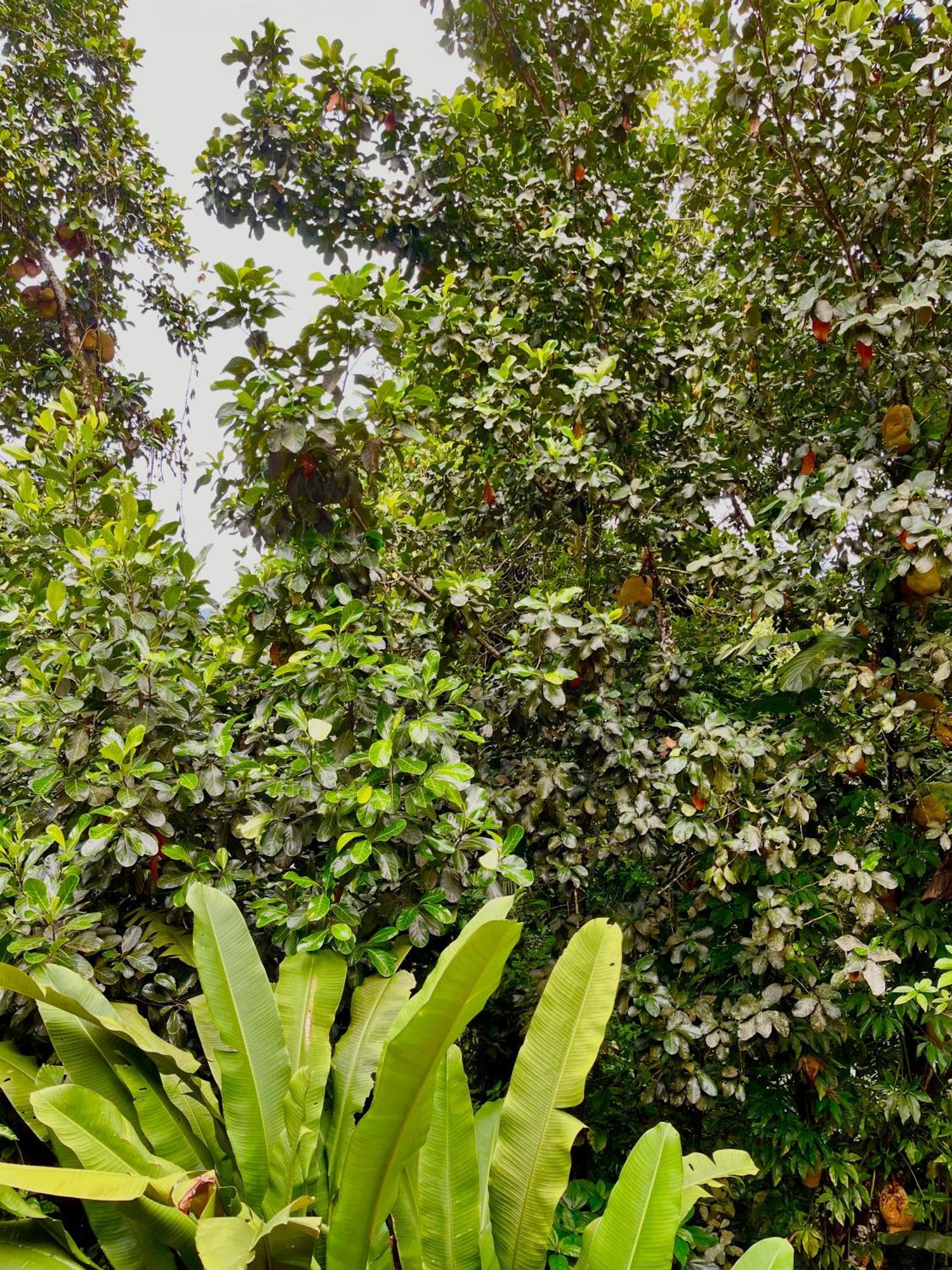 Pousada Picinguaba Habitación foto